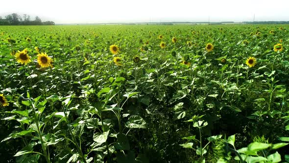 Sun Flower Field