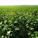 Sun Flower Field - VideoHive Item for Sale