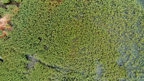 Aerial shot of wild island made of reed and cane in Struga at Ohrid Lake in Macedonia. alt