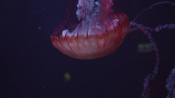 Beautiful Smack of Jellyfish Floating and Swimming Leaving Behind White Pattern and Sting in Dark alt