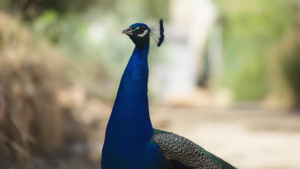 Peafowl against the blurred background