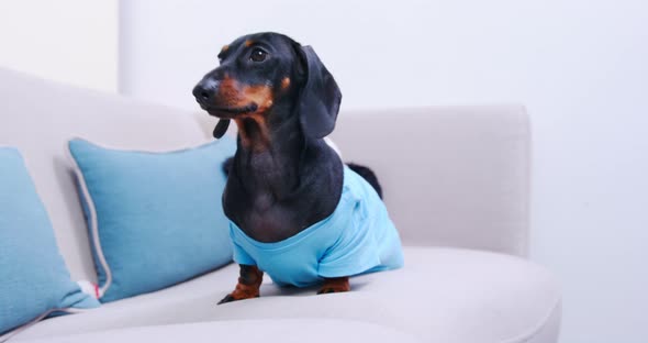 Dachshund Doggy Sits on Modern Grey Sofa with Blue Cushions
