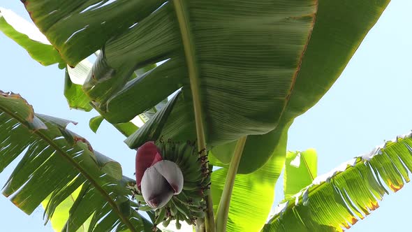 Banana Tree alt