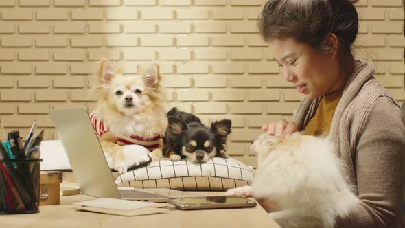 working at home asian female woman working with hand use laptop while cuddle play with lap dog alt