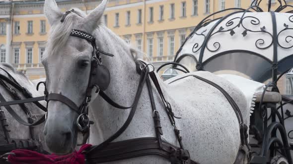 Harnessed Gray Horse