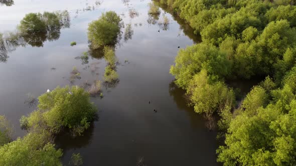 Aerial fly over mangrove tree alt