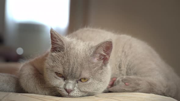 Pedigree Gray Domestic Cat Sleeps on a High Chair in the Apartment alt