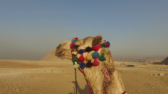 closeup of camel at Giza pyramids alt