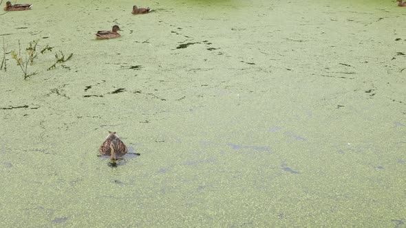 Waterfowl is diving downmost under water of swamp for something to eat