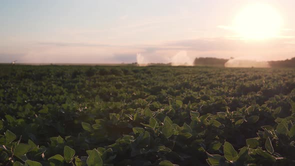 Soybean Crop Field Irrigation And Watering