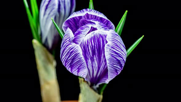 Purple Crocus Flower Opening and Wilting in Time Lapse on a Black Background alt