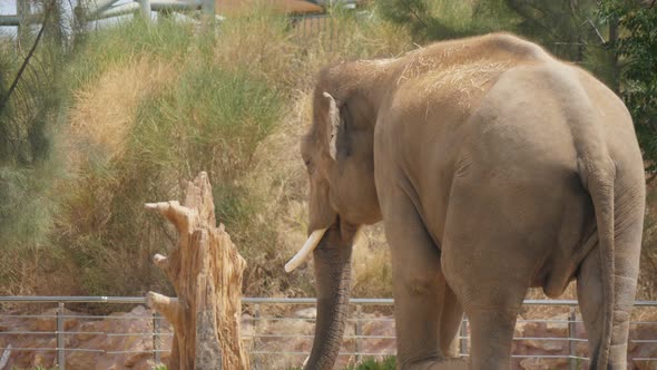 Huge Elephant Going on Its Zoo Territory on a Sunny Day in Summer in Slo-mo