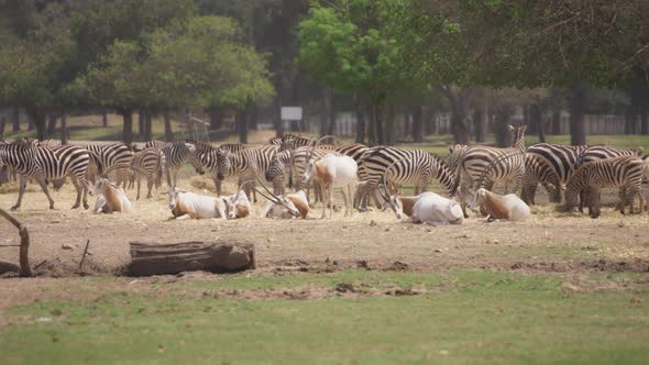 Herd of zebras and oryxes in the field