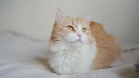 Beautiful Fluffy Red Cat Lies on a White Blanket alt