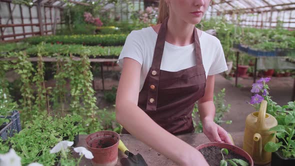 A Young Girl in an Apron Works in a Greenhouse and Transplants Annual Plants and Flowers