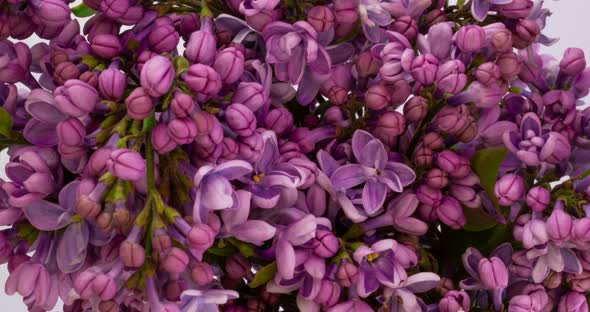 Lilac Flowers Bunch Background. Beautiful Opening Violet Lilac Flower Easter Design Closeup. Beauty alt