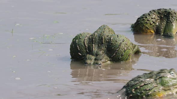Huge Bullfrogs During Mating Season In Central Kalahari - close up shot alt