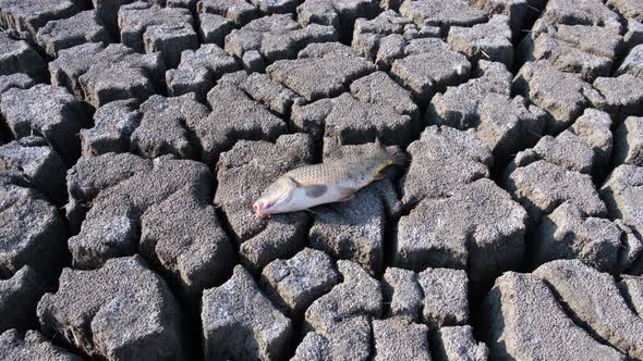 Fish at the bottom of the dried up lake