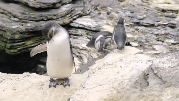 Magellanic Penguin Standing On The Rock Preening Its Feathers At Oceanario de Lisboa In Portugal. - alt