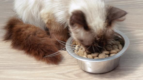 beautiful thai siamese cat is eating dry food from stainless steel bowl from the floor.4k real time 