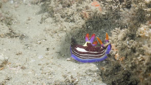 Stunning coloured Nudibranch sea sluges slowly along on a coral reef structure. Underwater view alt