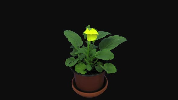 Time-lapse of opening yellow red Viola flower alt