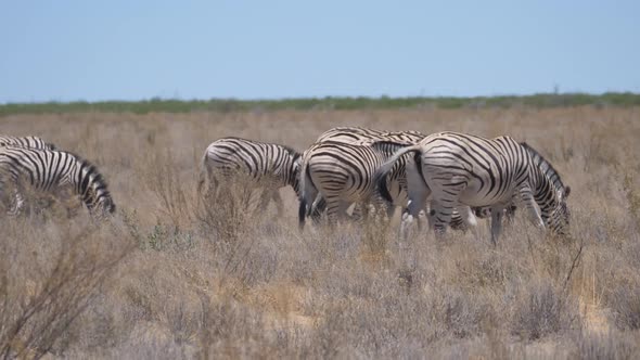 Herd of Zebras grazing on a dry savanna alt