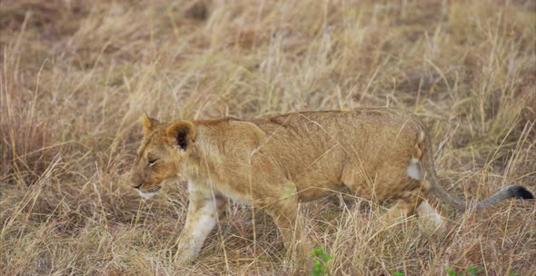 Lion walking in the savanna alt