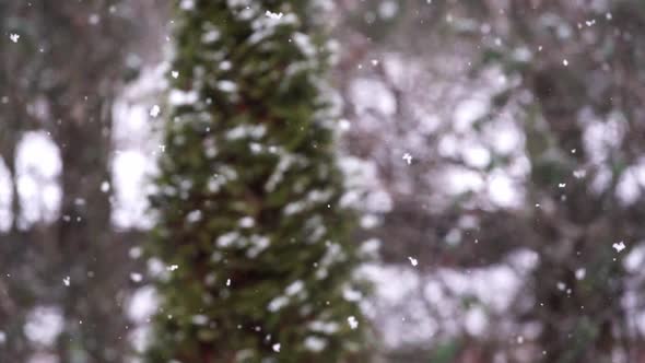 Falling snow in slow motion with blurred pine tree