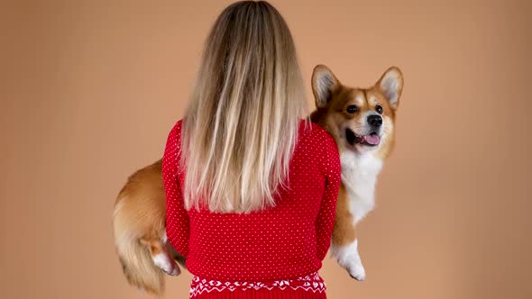 Rear View of the Owner Holding a Pembroke Welsh Corgi in His Arms in the Studio on an Orange alt