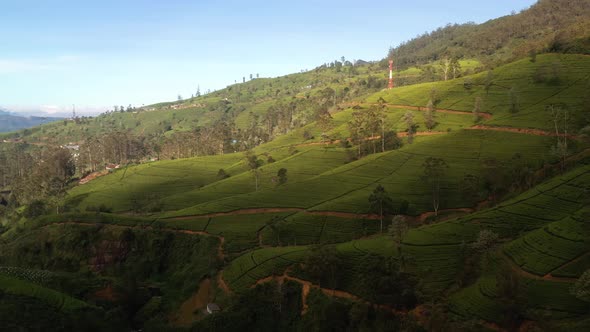 Aerial View Of Green Tea Plantation Fields In Sri Lanka