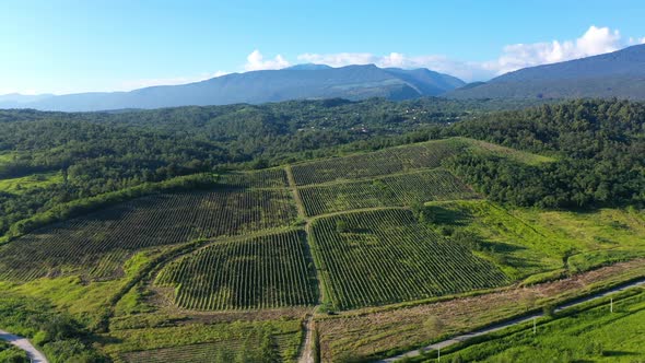 Aerial Shot Large Vineyard Fields Among Mountains alt