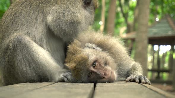A Pair of Macaques Rests in the Park on a Bench