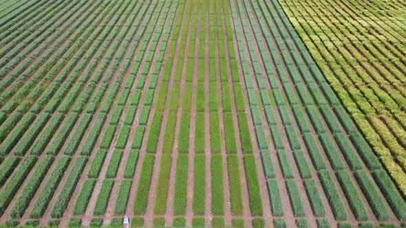 Aerial View of Striped Field with Green Wheat alt