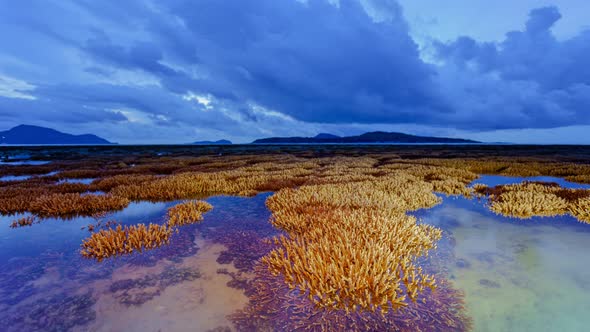 Timelapse Coral Reff Down To The Sea alt