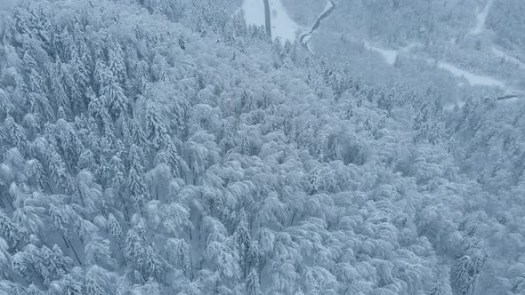 Aerial shot: spruce and pine winter forest completely covered by snow