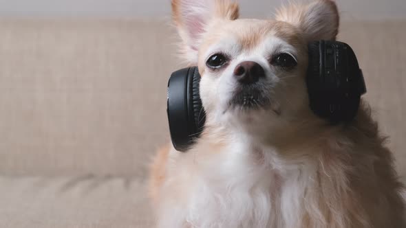 4k uhd slow motion footage cute relax brown hair chihuahua dog look at camera