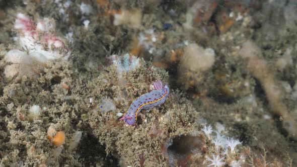 Vibrant coloured Nudibranch sea sluges slowly along on a coral reef structure. Underwater view alt
