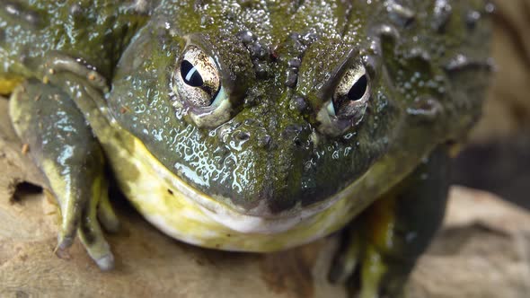 Cyclorana Toad-water Pot Frog Sitting on Wooden Snag in Black Background. Close Up alt