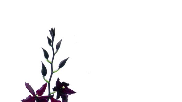 Timelapse of Dark Blossoming Orchid alt