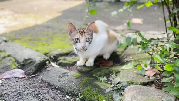 Spayed Stray Female Calico Cat with Ear Tipped alt