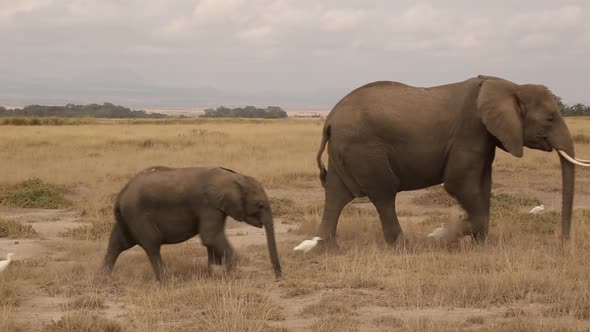 Crowded Elephant Herd Walking