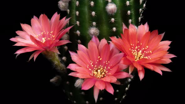 Pink Flowers Timelapse of Blooming Lobivia Cactus Opening