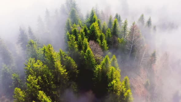 Aerial Flight Over the Morning Fog in a Mountain Forest alt