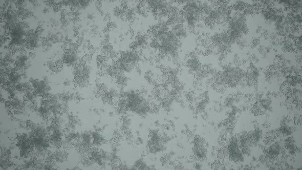 Wet Snow Falls on the Glass Melts and Flows a Drop Down on a Window at Christmas Time alt