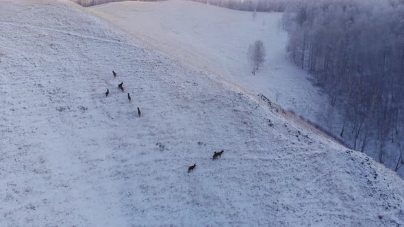 Herd of Wild Deer in the Mountains