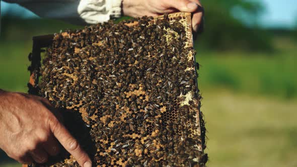 Frames of a Bee Hive alt