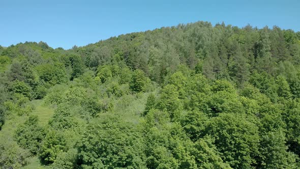 Dense green forest on a bright day alt