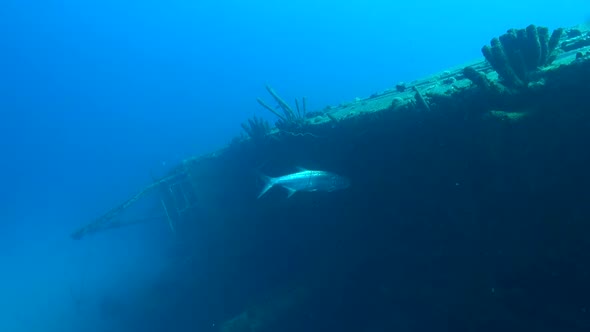 Hilma Hooker Tarpon alt