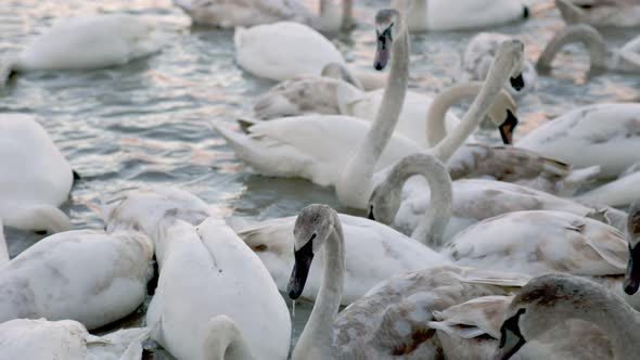 Large Group of Swans alt